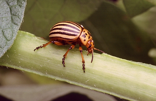 Potato Beetle courtesy USDA photo archives